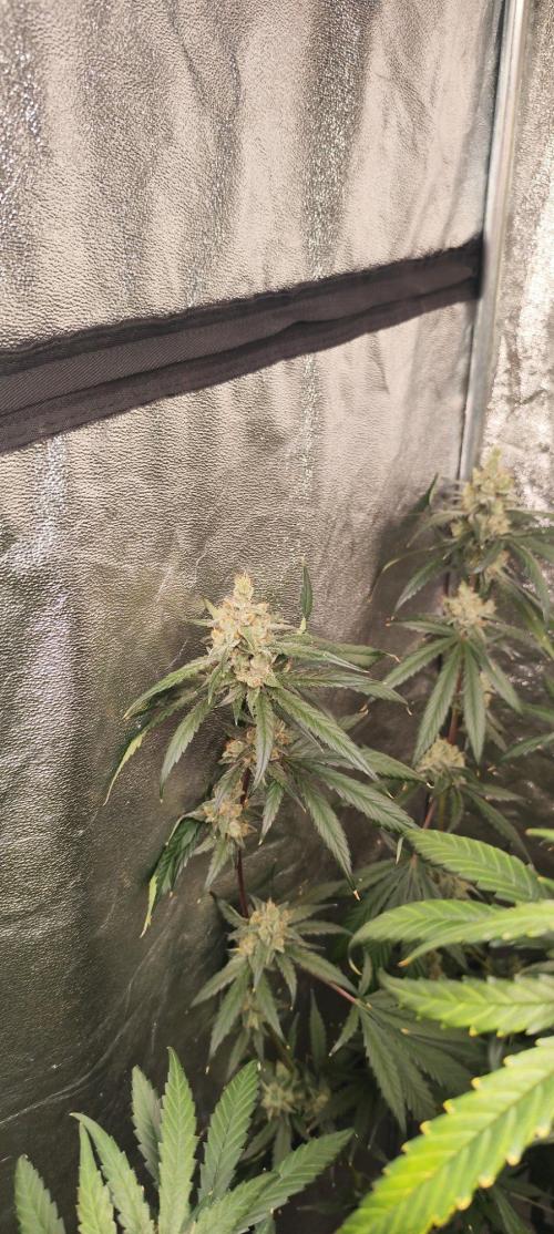 Guava Run. Week 10 - G2