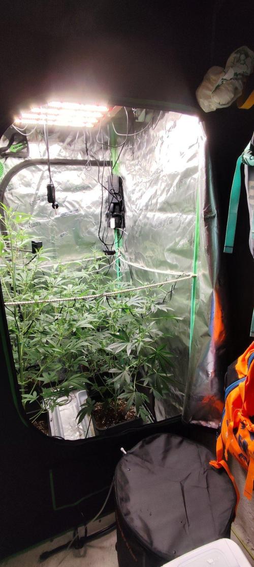 Mephisto's Run. Week 5