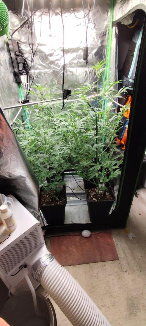 Mephisto's Run. Week 5