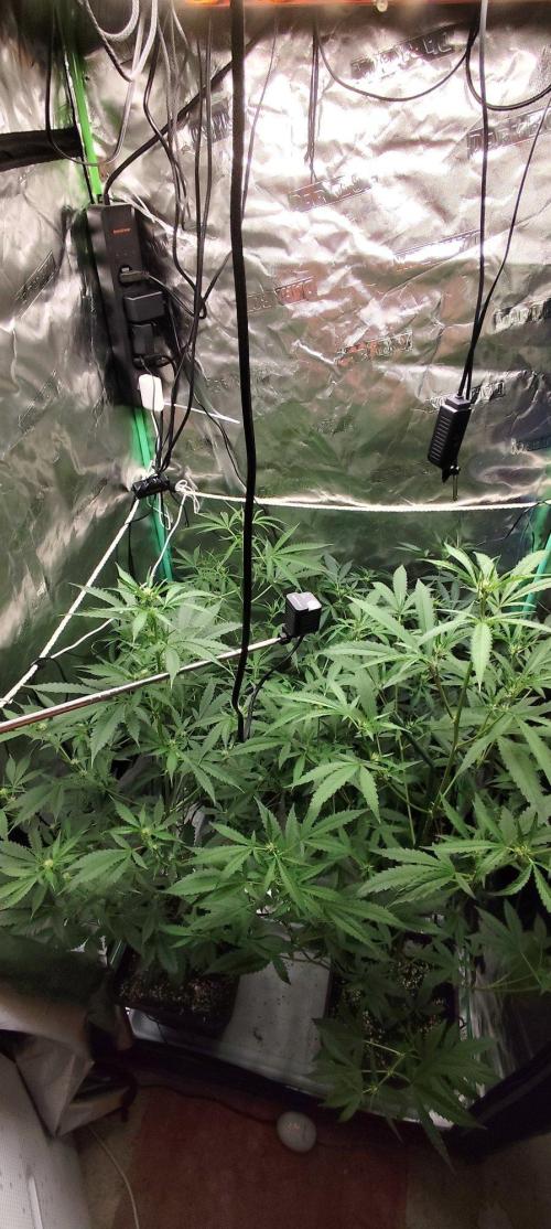 Mephisto's Run. Week 5
