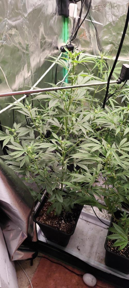Mephisto's Run. Week 5
