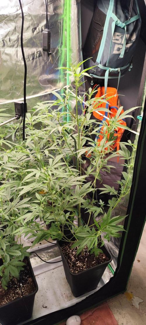 Mephisto's Run. Week 5