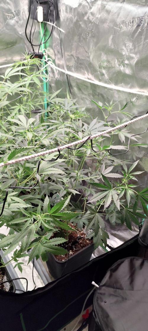 Mephisto's Run. Week 5