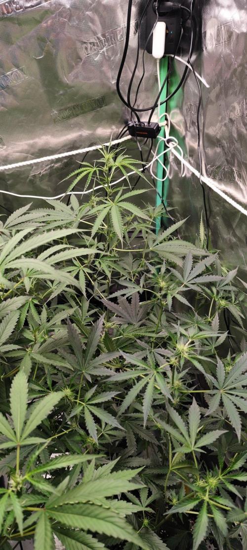 Mephisto's Run. Week 5