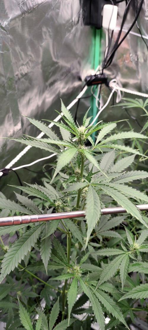 Mephisto's Run. Week 5