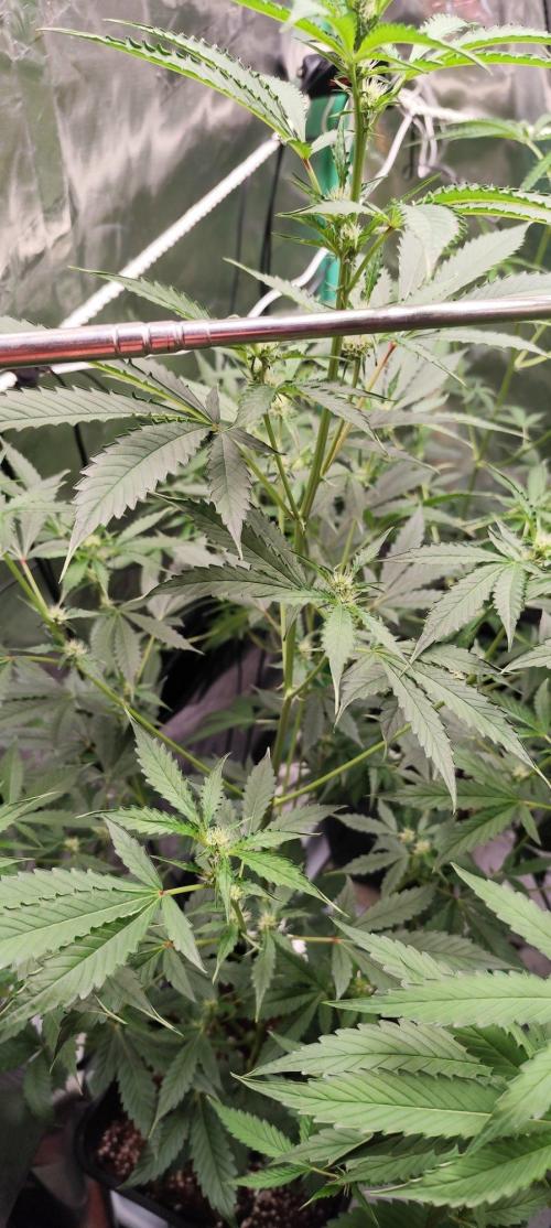 Mephisto's Run. Week 5
