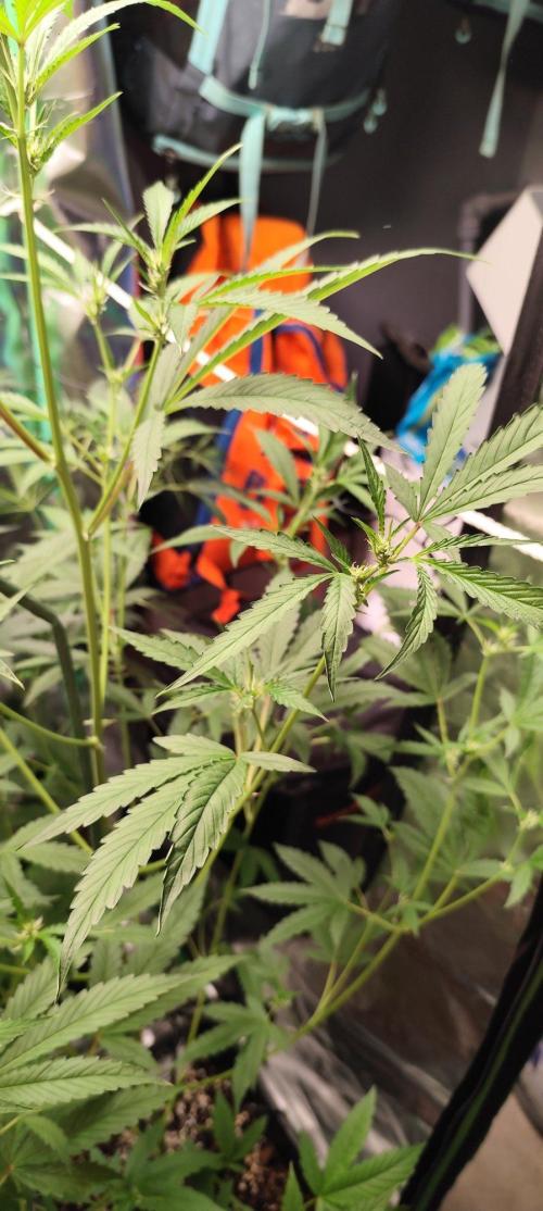 Mephisto's Run. Week 5