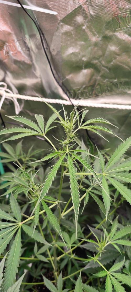 Mephisto's Run. Week 5