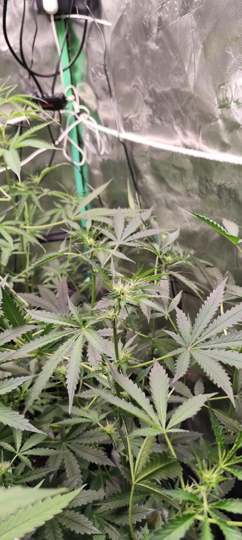 Mephisto's Run. Week 5