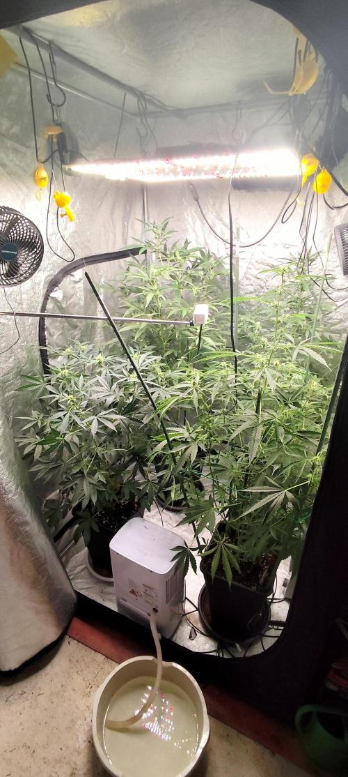 Mephisto's Run. Week 6
