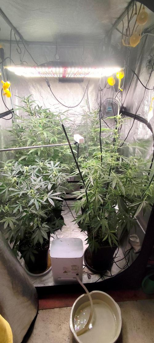 Mephisto's Run. Week 6