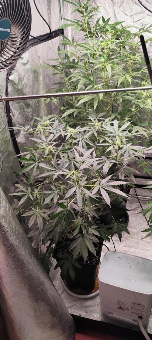 Mephisto's Run. Week 6 - BFO