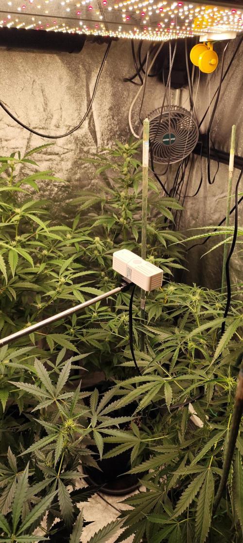 Mephisto's Run. Week 6 - RS11