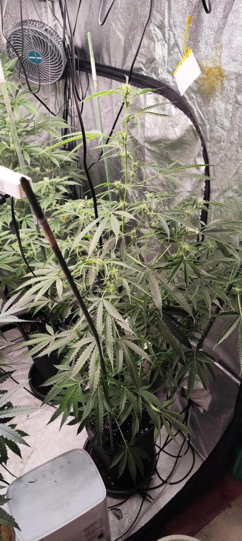 Mephisto's Run. Week 6 - BFO