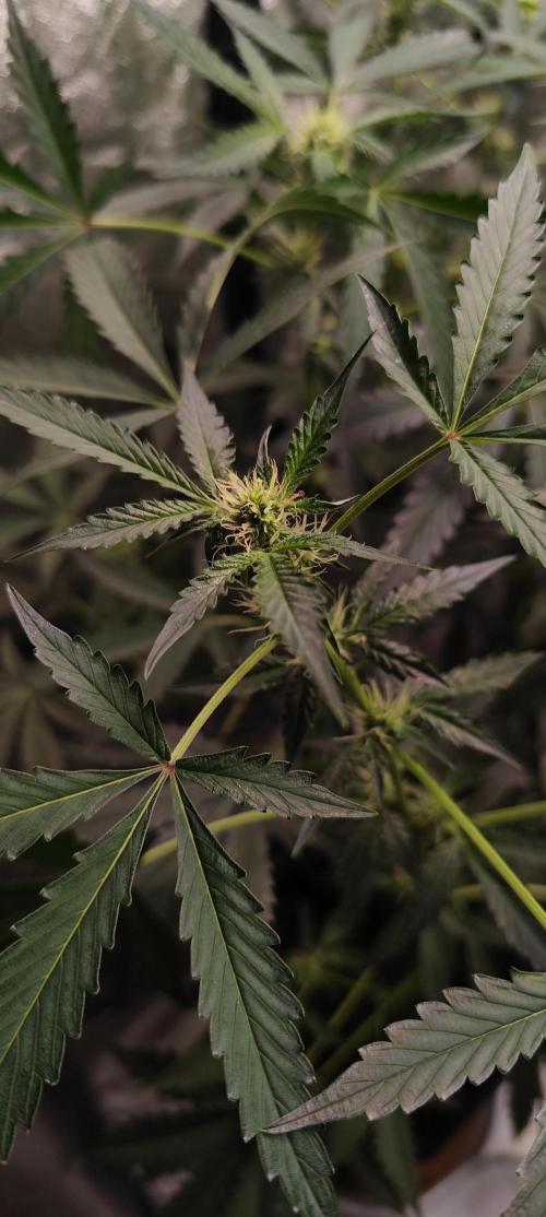 Mephisto's Run. Week 6