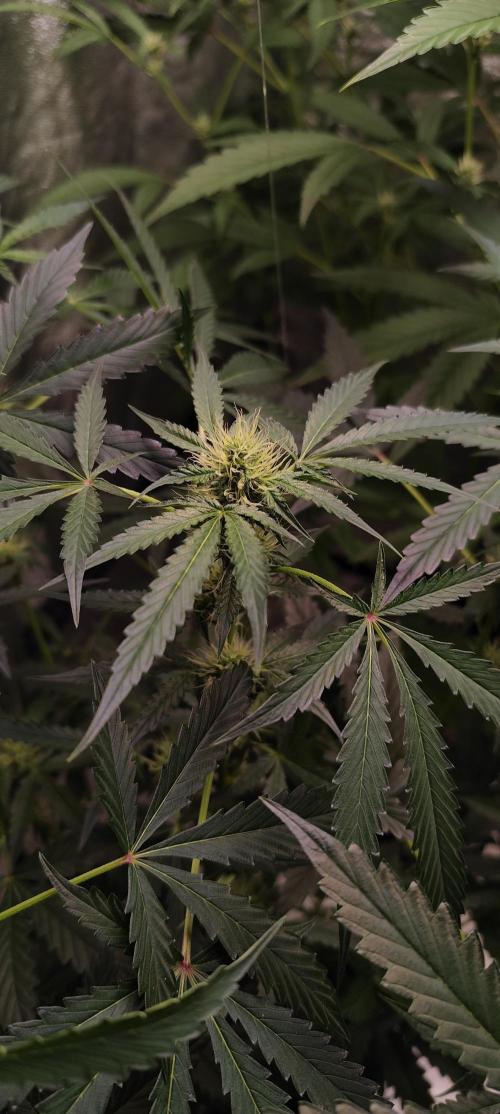 Mephisto's Run. Week 6