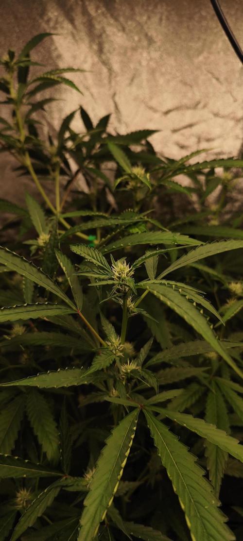 Mephisto's Run. Week 6