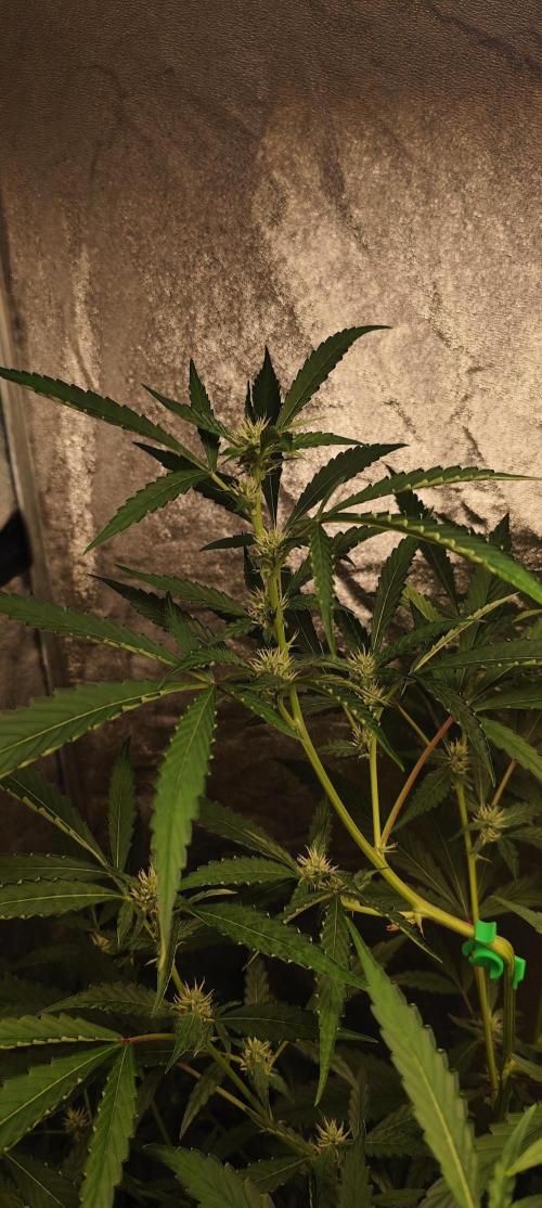 Mephisto's Run. Week 6