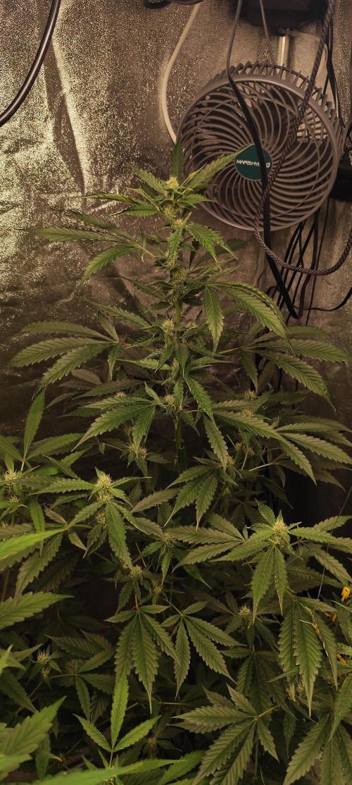 Mephisto's Run. Week 6