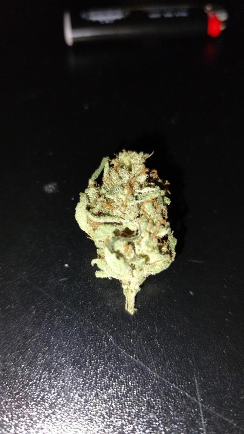 Guava Run. Week 12