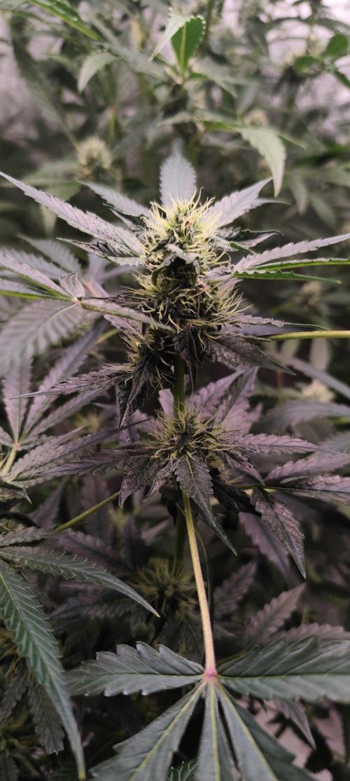 Mephisto's Run. Week 7 - BFO 1