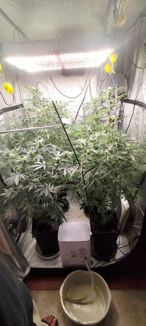 Mephisto's Run. Week 7
