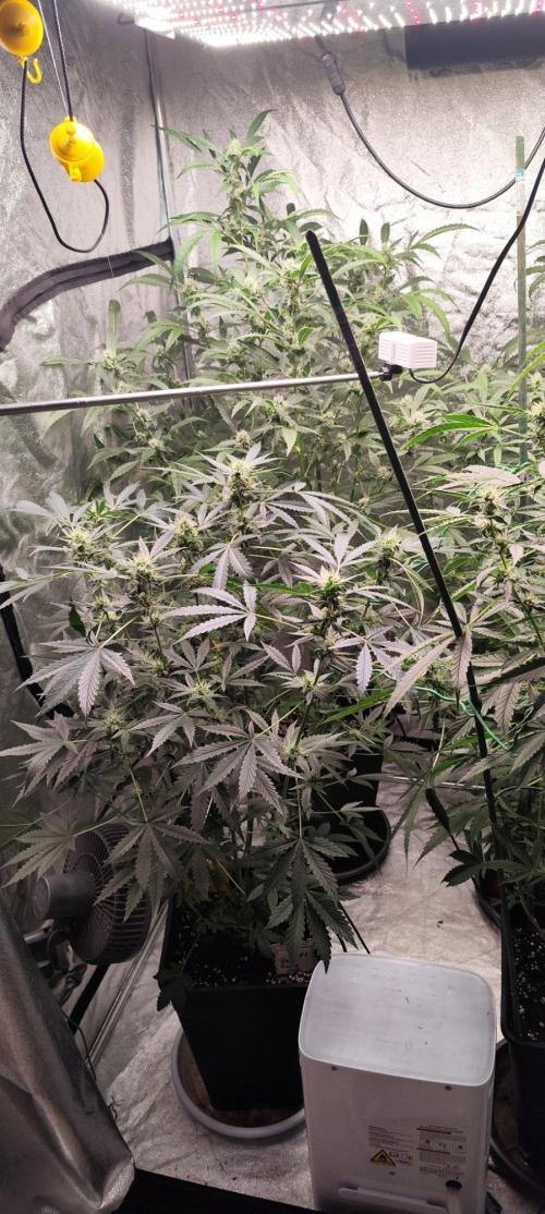 Mephisto's Run. Week 7 - BFO 1