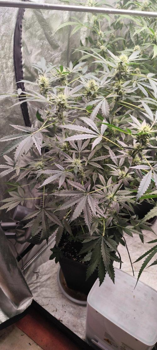 Mephisto's Run. Week 7 - BFO 1