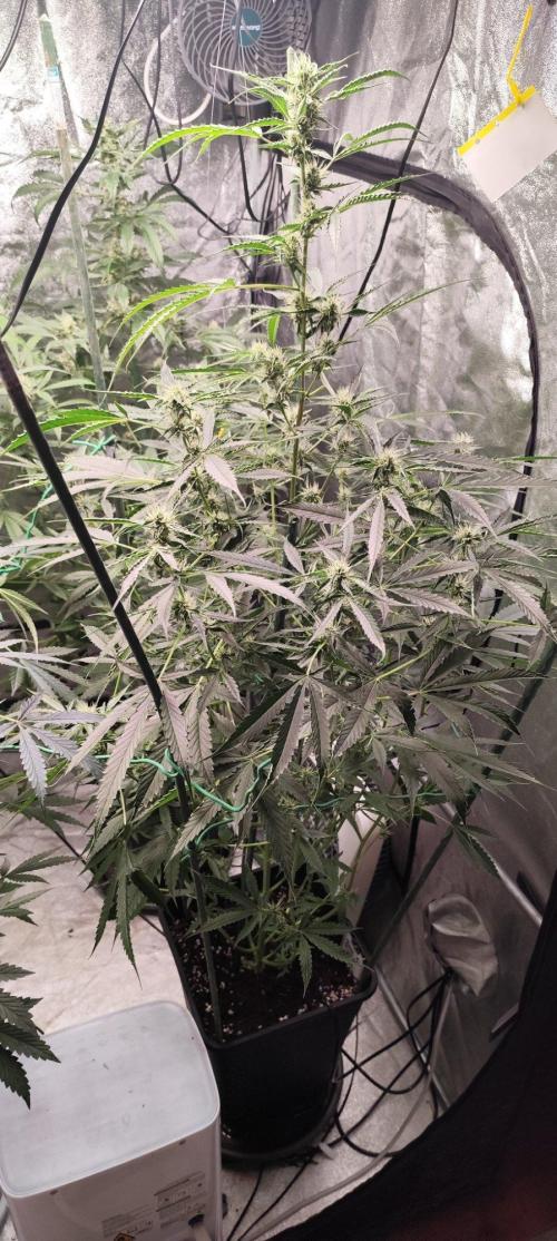 Mephisto's Run. Week 7 - BFO 2