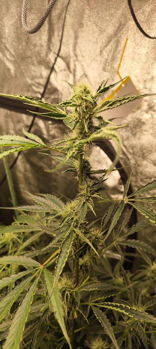 Mephisto's Run. Week 7 - BFO 2