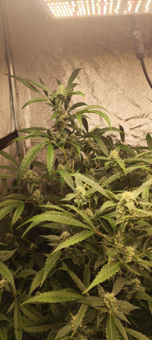 Mephisto's Run. Week 7 - RS 11    1