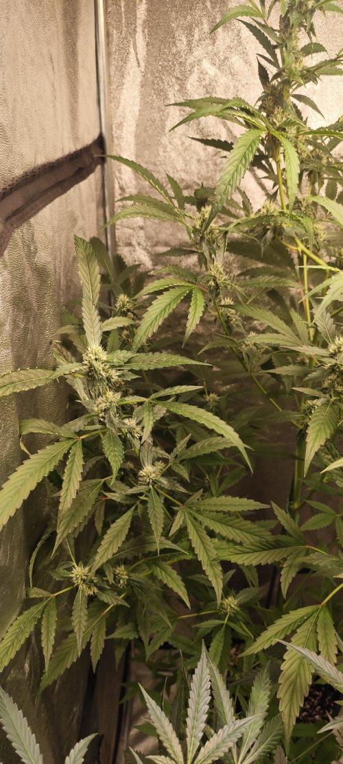 Mephisto's Run. Week 7 - RS 11    1