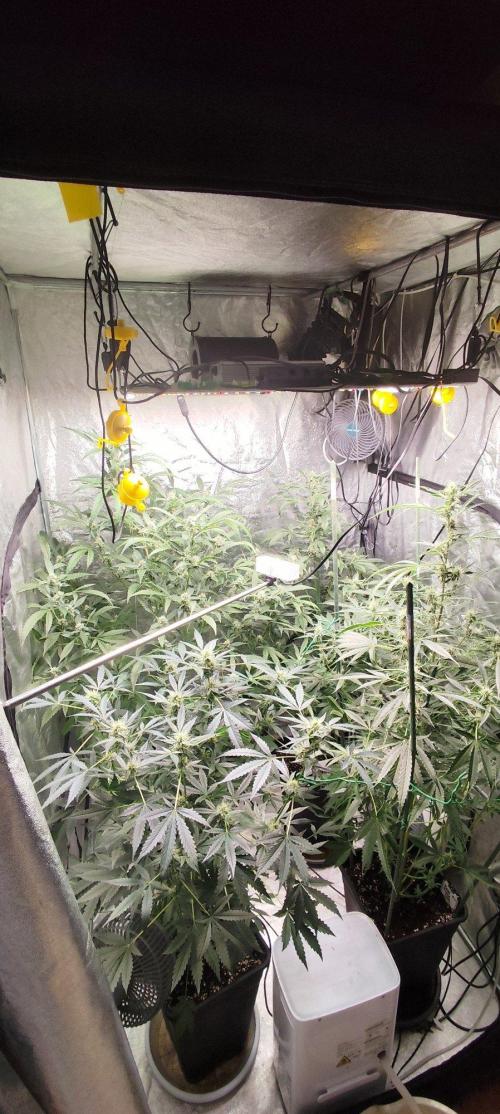Mephisto's Run. Week 7