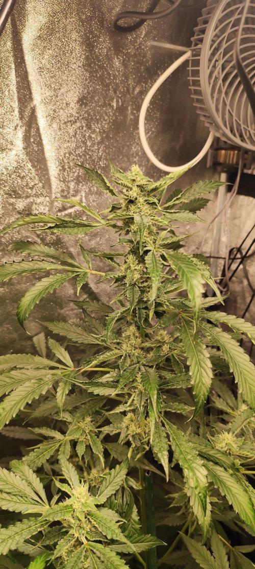 Mephisto's Run. Week 7 - RS 11    2
