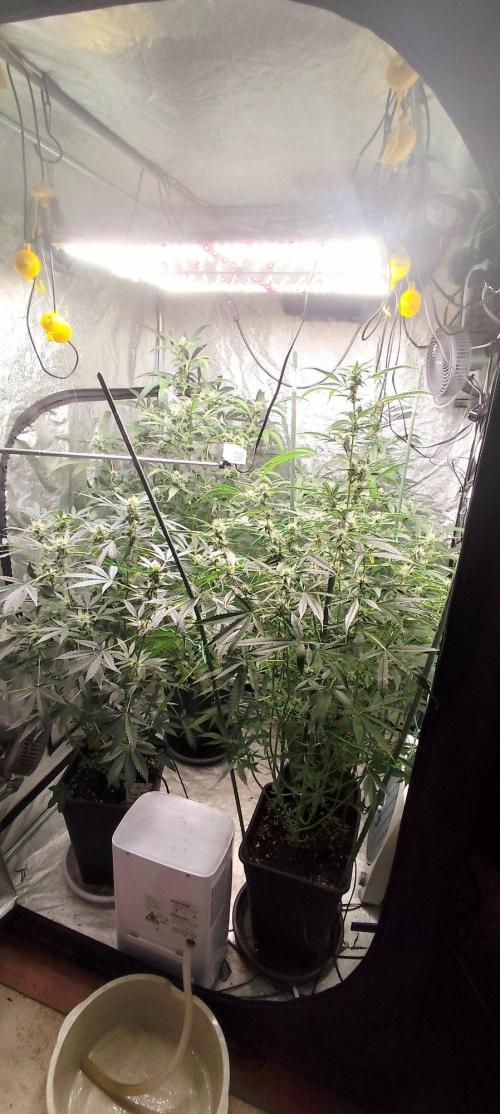 Mephisto's Run. Week 7