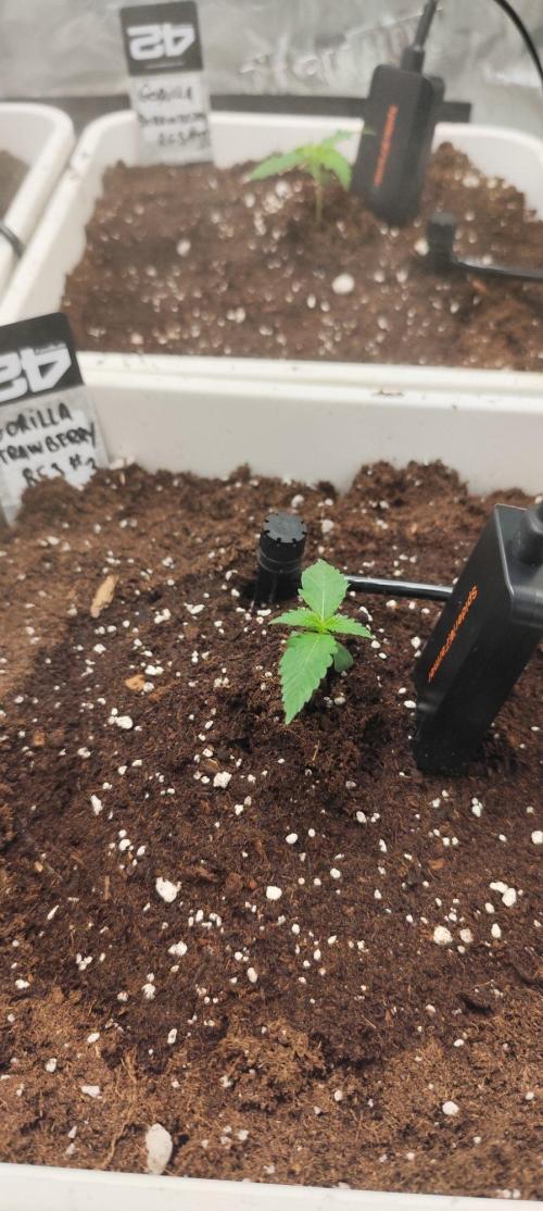 Strawberry Gorilla RF3 + ZtrawberrieZ. Week 1