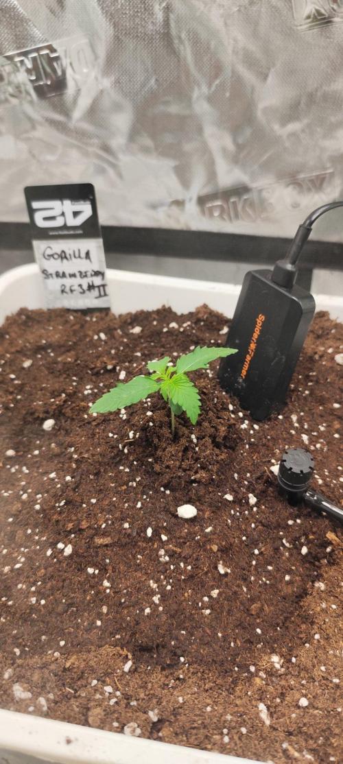 Strawberry Gorilla RF3 + ZtrawberrieZ. Week 1