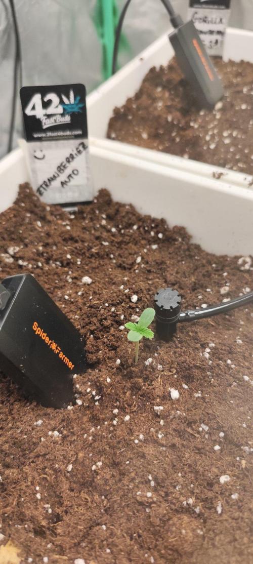Strawberry Gorilla RF3 + ZtrawberrieZ. Week 1