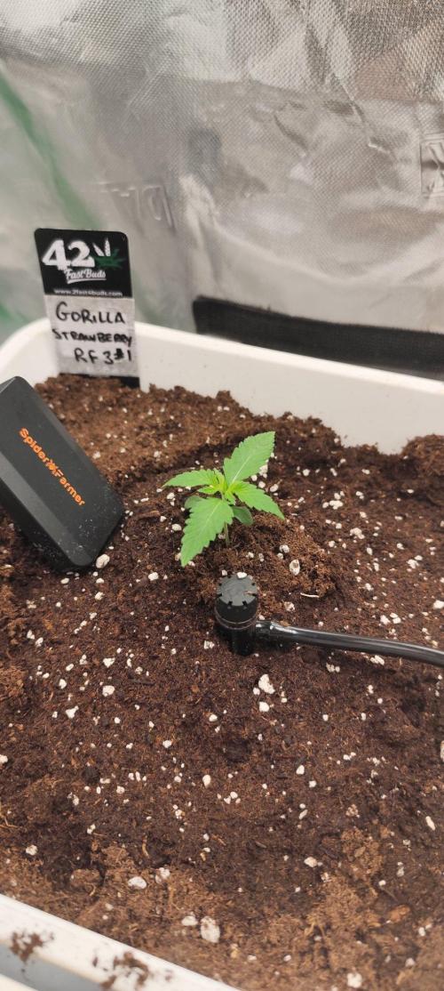 Strawberry Gorilla RF3 + ZtrawberrieZ. Week 1