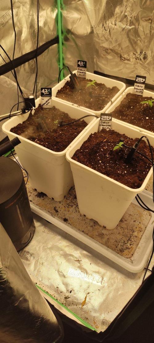 Strawberry Gorilla RF3 + ZtrawberrieZ. Week 1