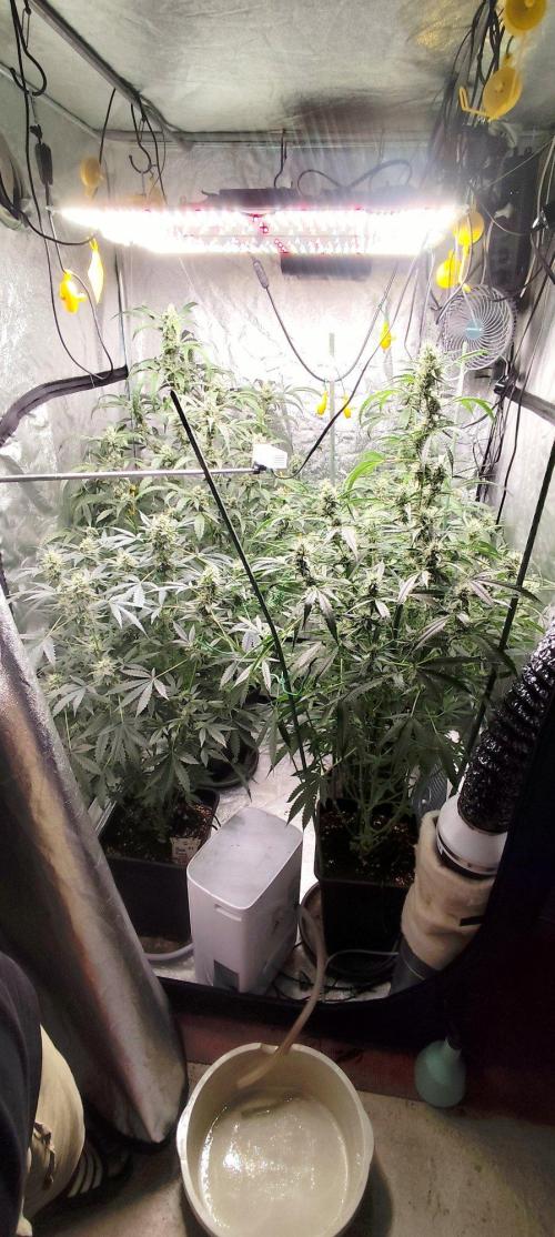 Mephisto's Run. Week 8