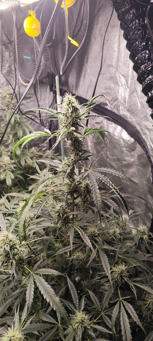 Mephisto's Run. Week 8 - bfo 2