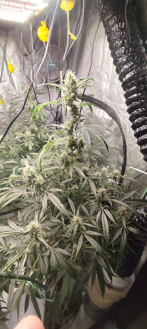 Mephisto's Run. Week 8 - bfo 2