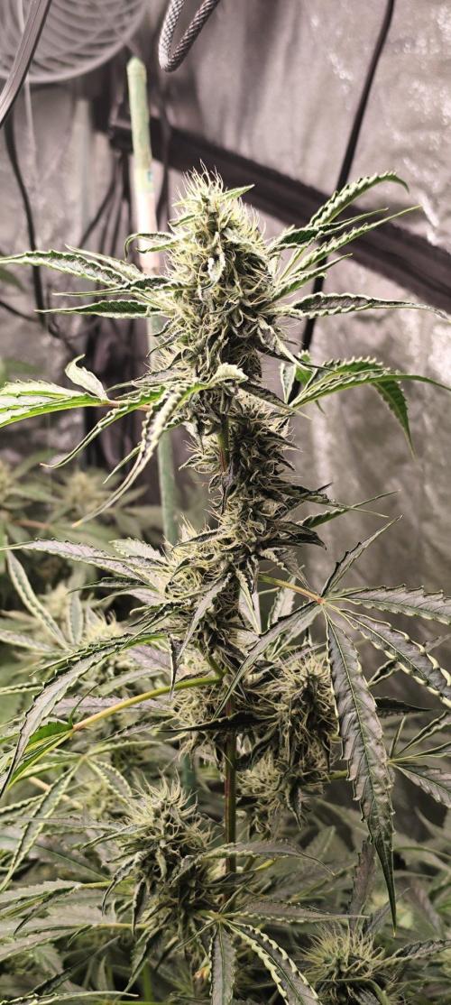 Mephisto's Run. Week 8 - bfo 2