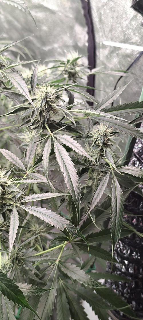 Mephisto's Run. Week 8 - bfo 2
