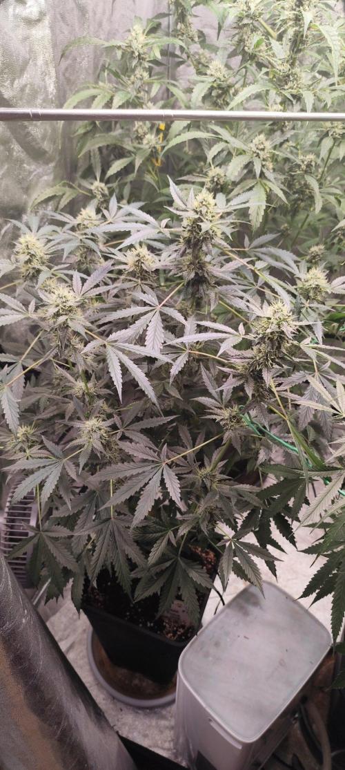 Mephisto's Run. Week 8 - bfo 1