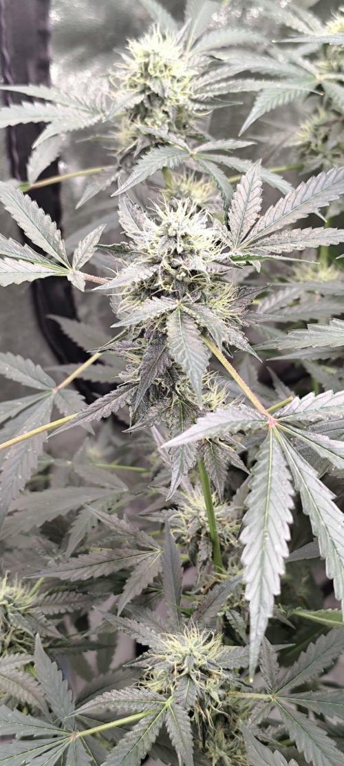 Mephisto's Run. Week 8 - bfo 1