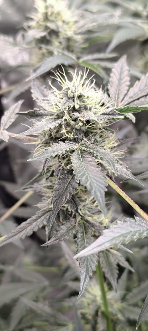 Mephisto's Run. Week 8 - bfo 1