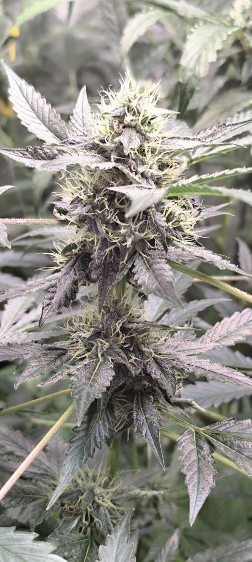 Mephisto's Run. Week 8 - bfo 1