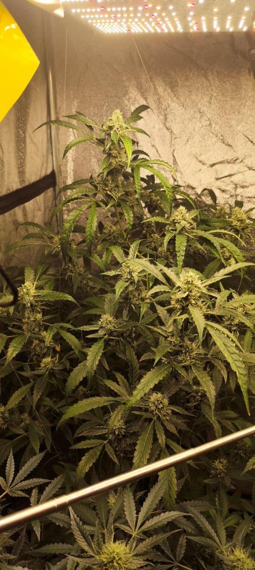 Mephisto's Run. Week 8 - rs11 1